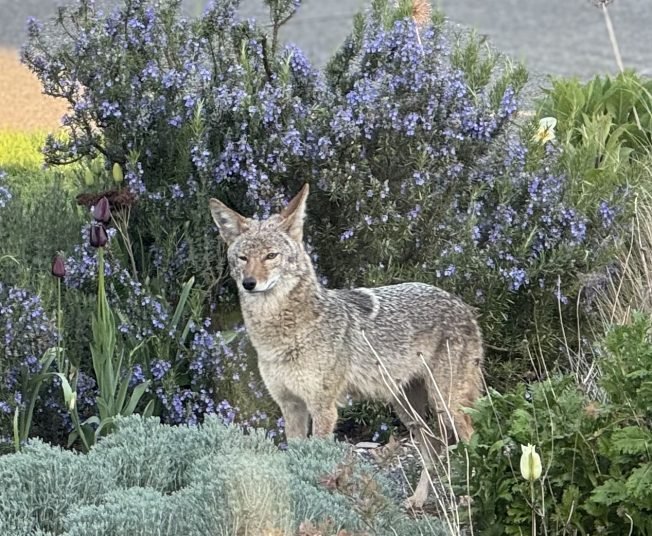 WEST SEATTLE WILDLIFE: Two coyote sightings further north, plus survey reminder