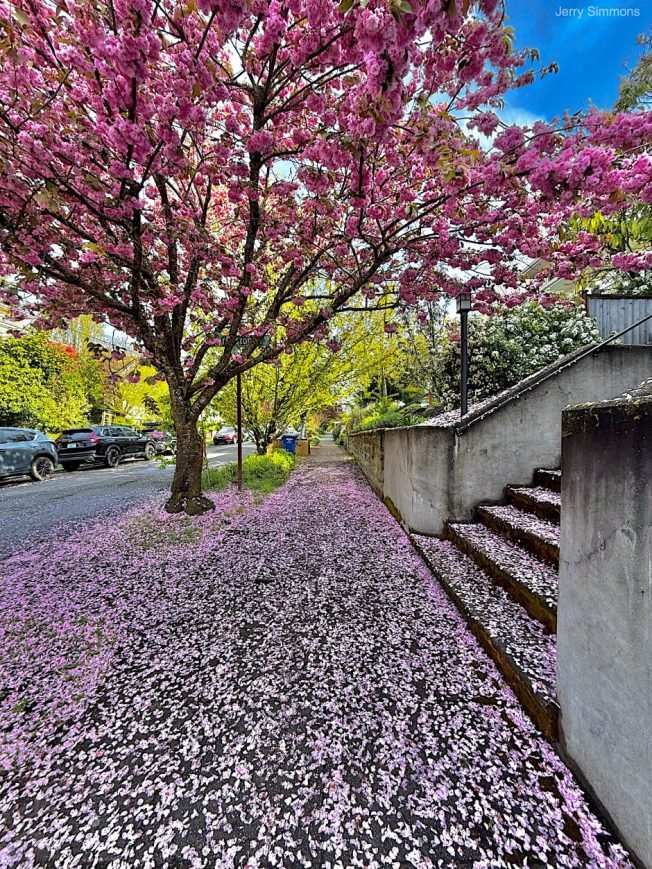 WEST SEATTLE SATURDAY: 43 notes for you!