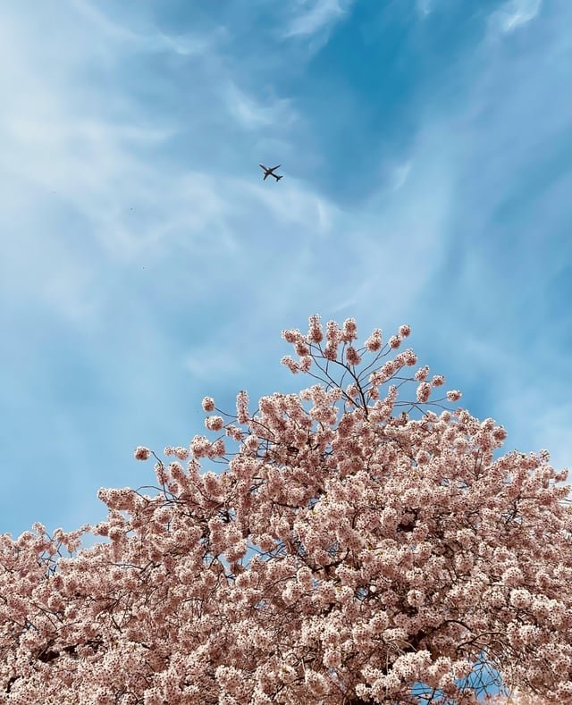 UW Quad Cherry Blossom