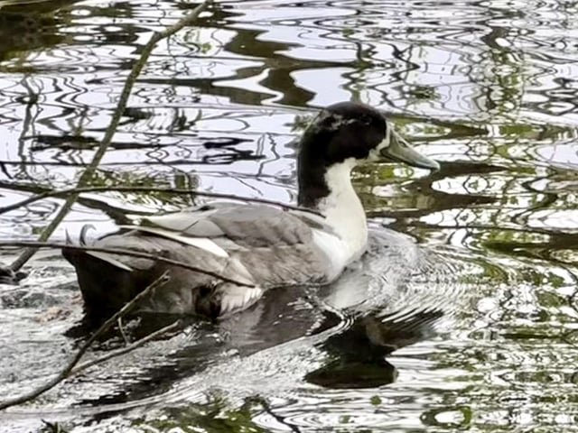 What Species Is This Green Lake Mystery Bird?