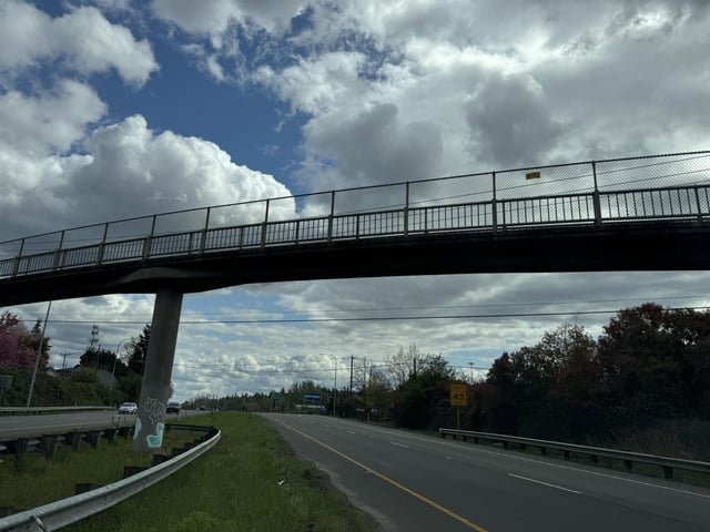 I found what looks very much like a dark brown/white paws pet cat by the side of 99S just north of Des Moines/14th Ave S exit- pic for location