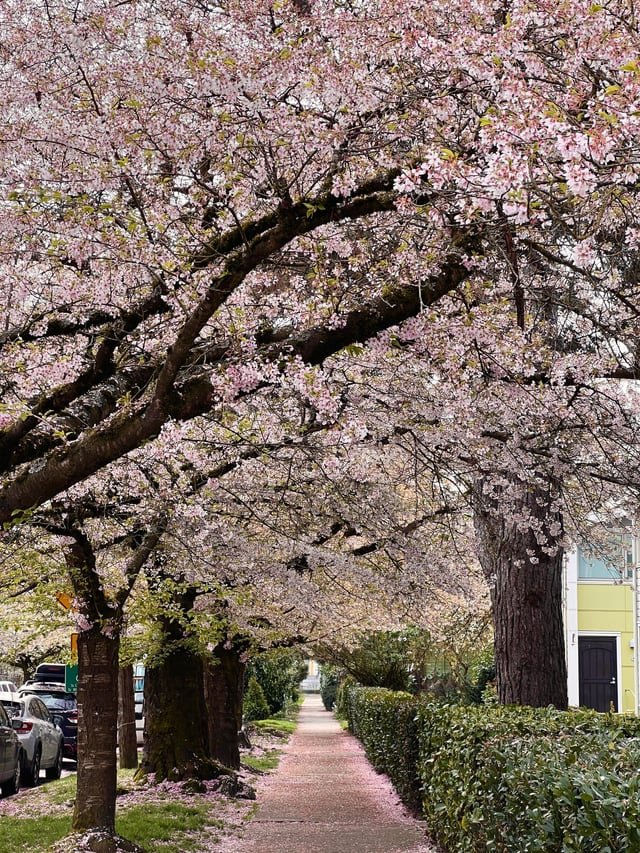 (OC) Love how it feels like walking through confetti 🎊