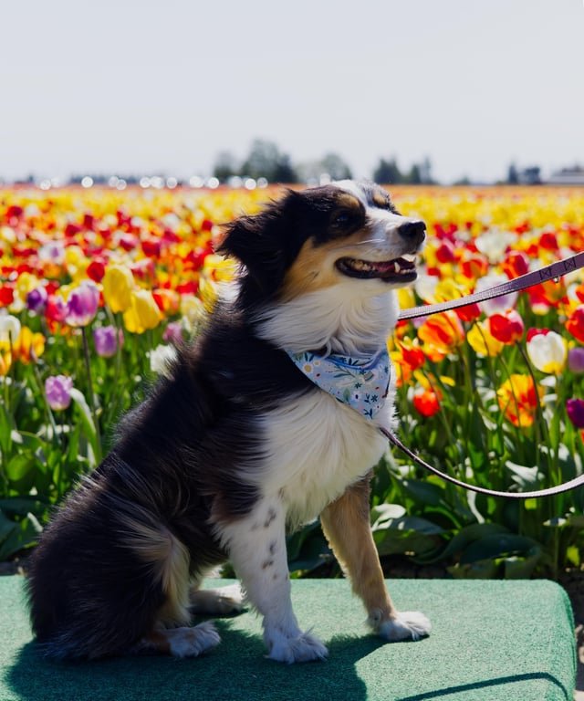 My favorite photo from the Tulip Festival
