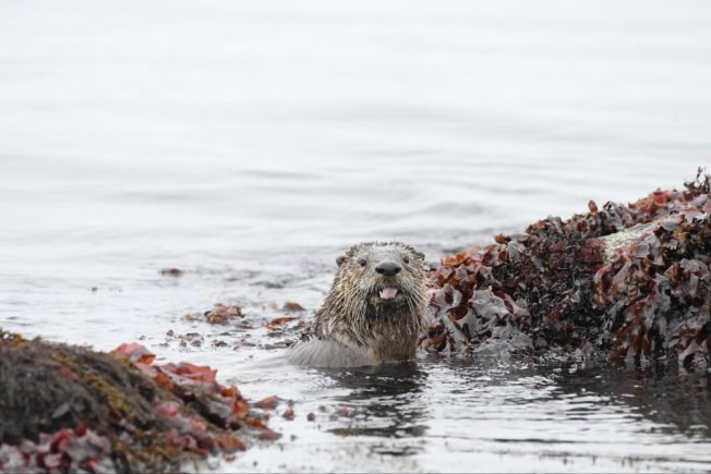 Coffee fundraiser, Firefighter. Story Time, low-low tide, school-board Q&A, more for your West SeattleWednesday