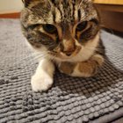 Found Lost Cat in Lower Queen Anne/Seattle Center