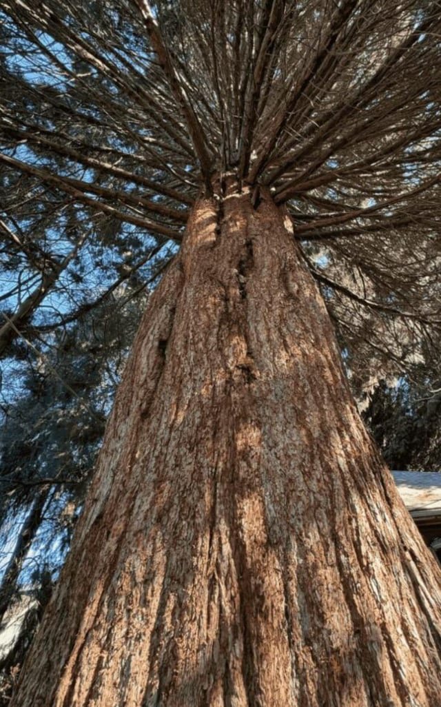 Majestic Sequoia in Green Lake (“Grace”) to Be Removed for Driveway