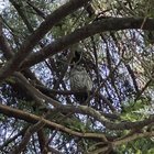 Owl ID?