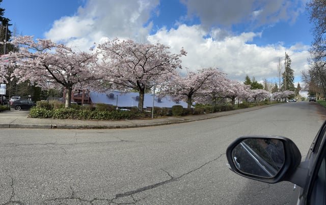 If you live in north Seattle/Shoreline and need a cherry blossom hit- the shoreline public library has a nice showing!