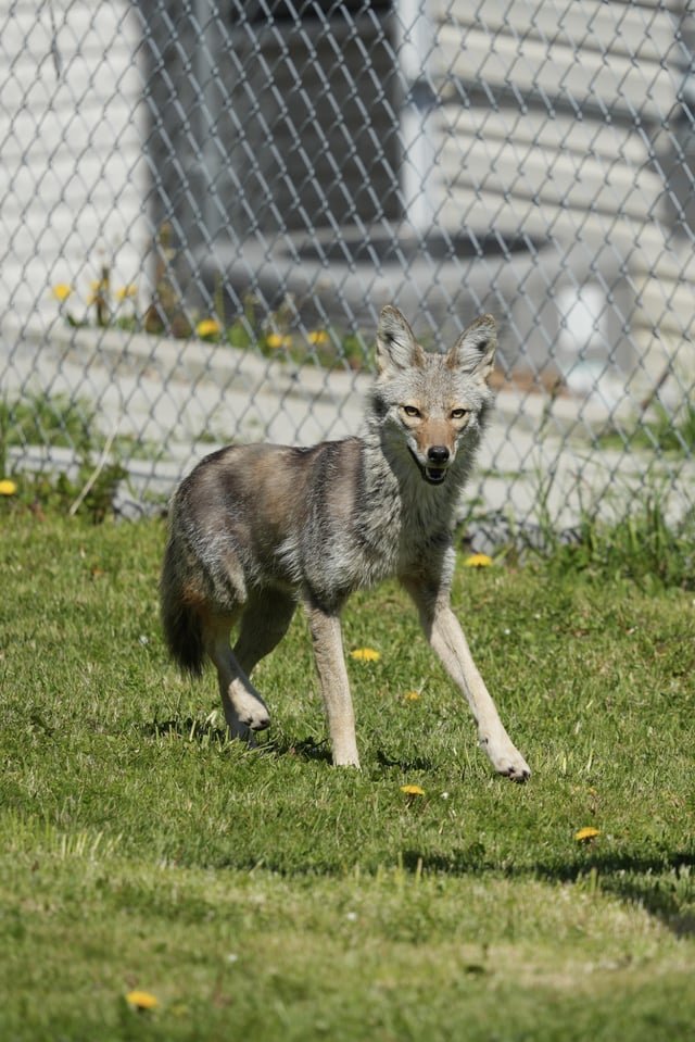Unexpected neighborhood visitor on Beacon Hill