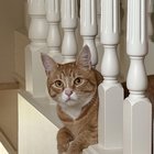 Lost cat near Greenlake