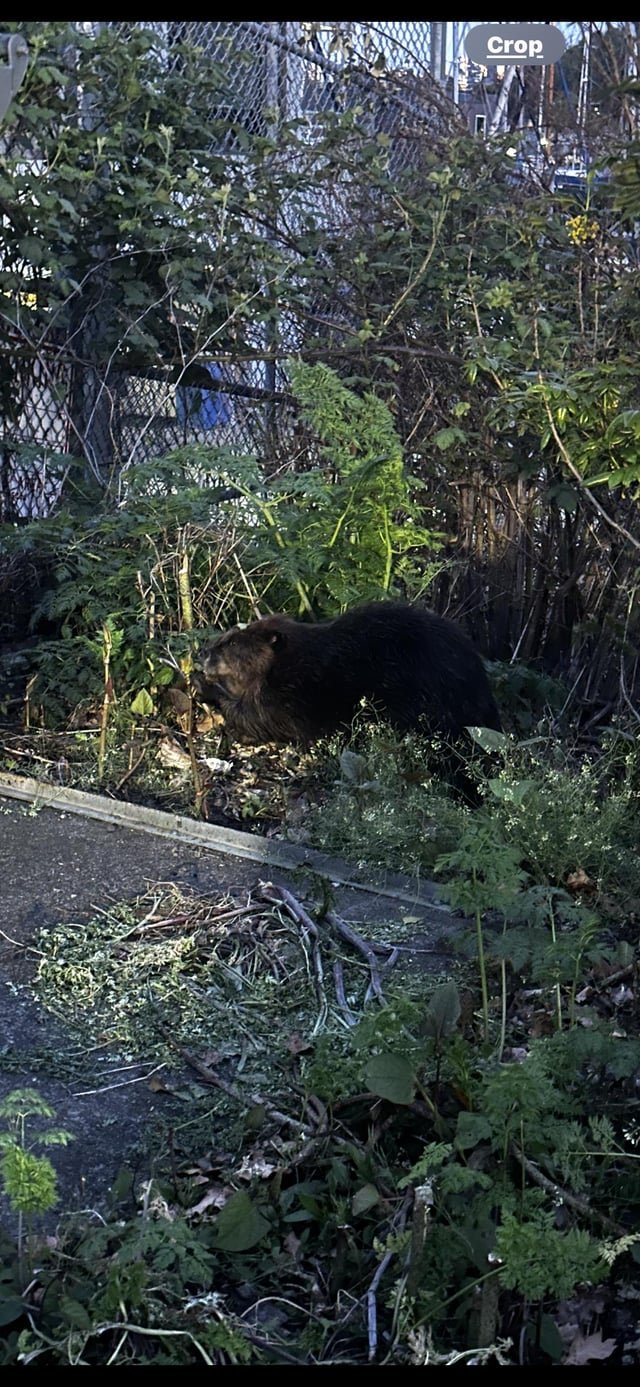 Dumb question but does Seattle naturally have beavers? (Is this even a beaver)