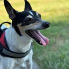 Any property owners willing to let my rat terrier (dog) go ratting?