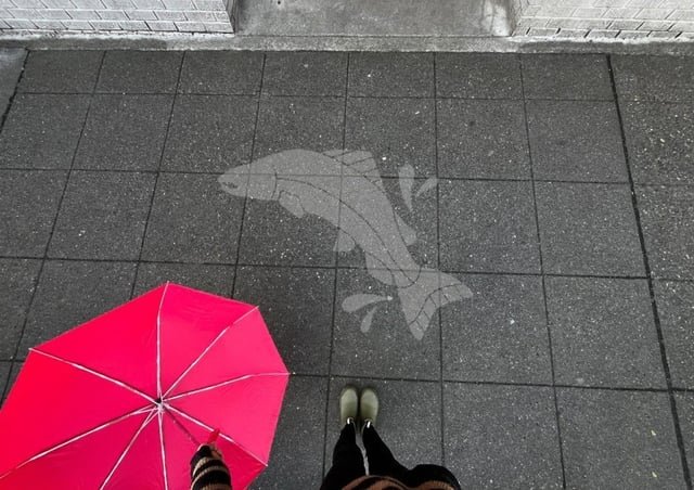 Salmon Stroll: rain-activated art pops up on Ballard sidewalks