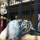 Anyone lose a parakeet in the Northgate Area?