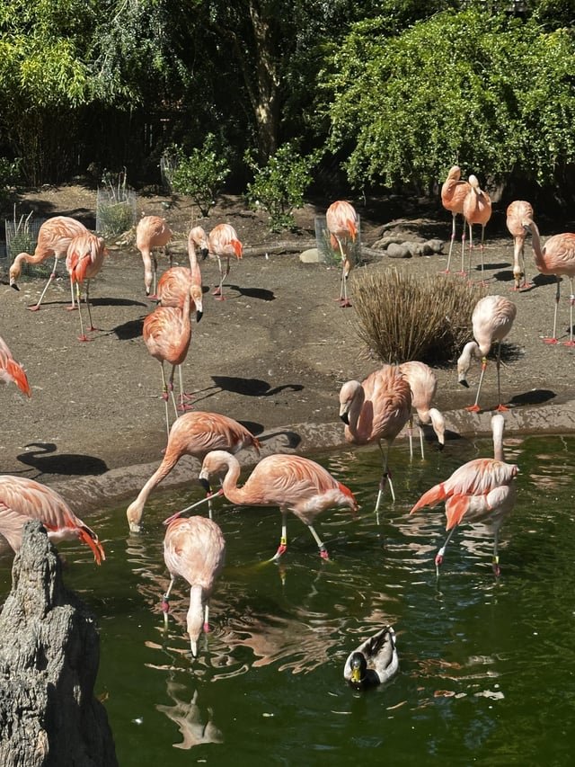 Woodland Park Zoo (visit almost ruined)