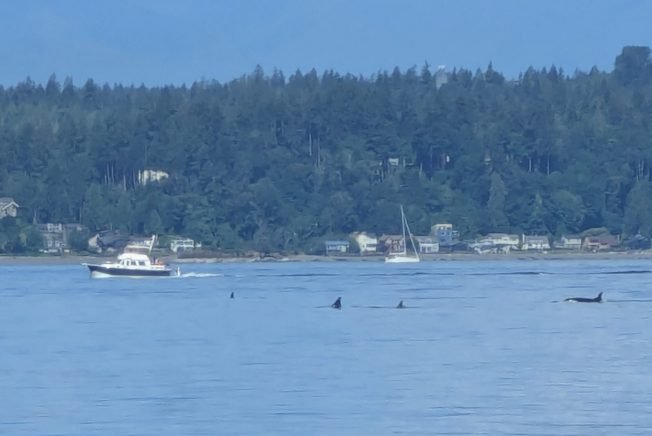WHALES: Orcas in the (drill) area too