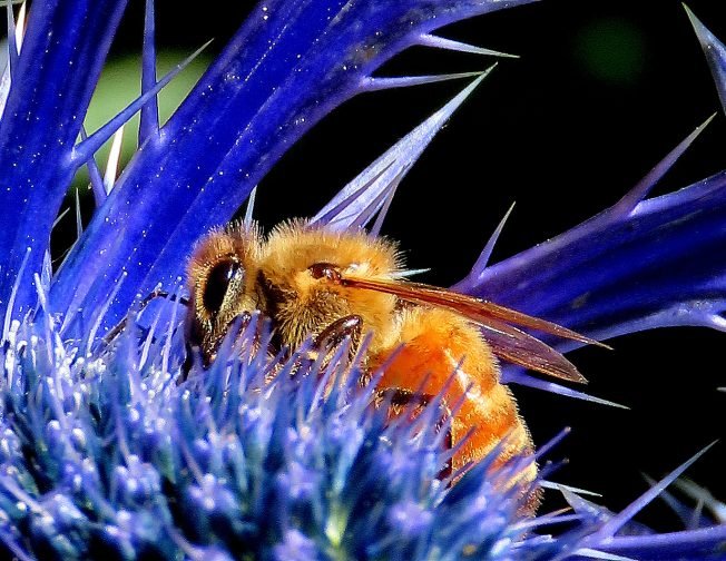 READER REPORT: Bees at Fauntleroy ferry dock (and what to do if you find a swarm somewhere)