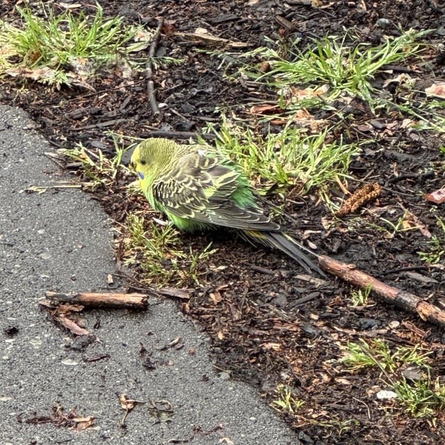 Is anyone searching for their pet bird?