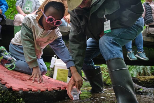 SALMON: Midpoint of Fauntleroy fry-freeing season