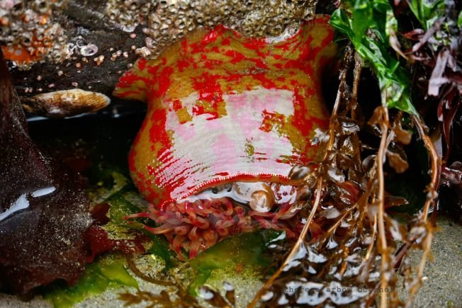 Low-low tide and more on our list for your West Seattle Tuesday