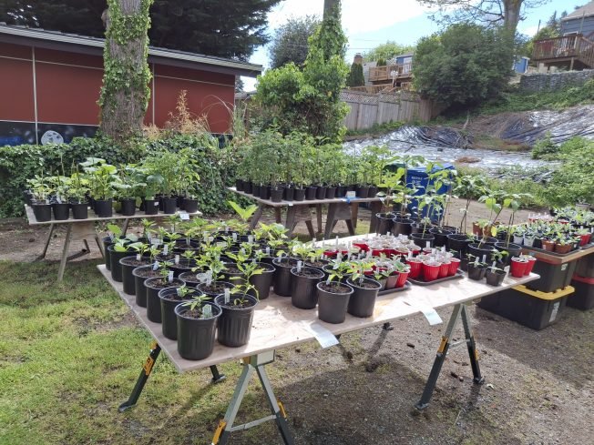 Plants, planters, post-sale donations: More notes with 2025 West Seattle Community Garage Sale Day hours away