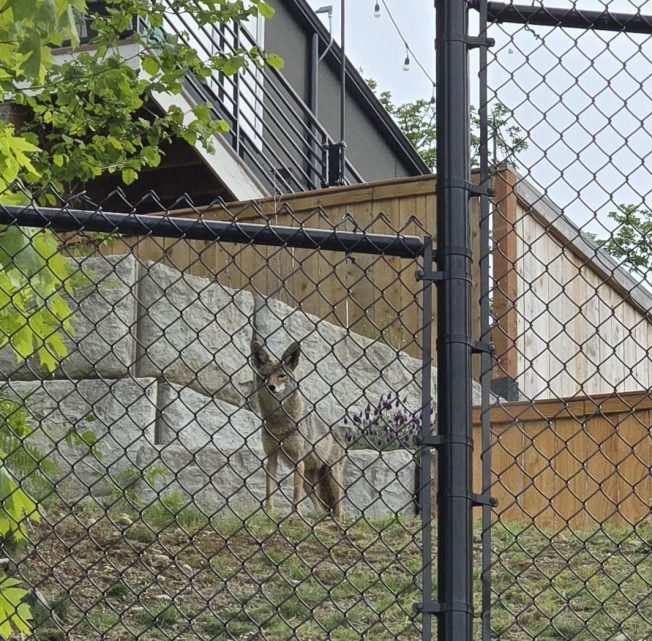 WEST SEATTLE COYOTES: North Delridge sightings