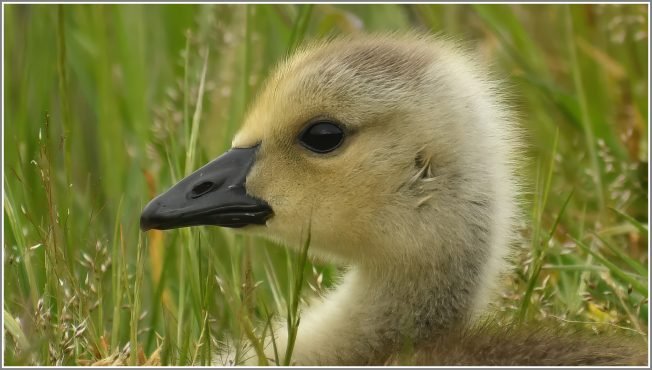 WEST SEATTLE WILDLIFE: Gosling season