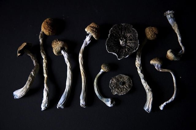 KUOW – Washington cities are decriminalizing magic mushrooms. Could a psychedelic ‘renaissance’ take hold statewide?