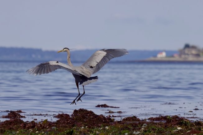West Seattle Book Club, theater, comedy, music, much more for your Thursday