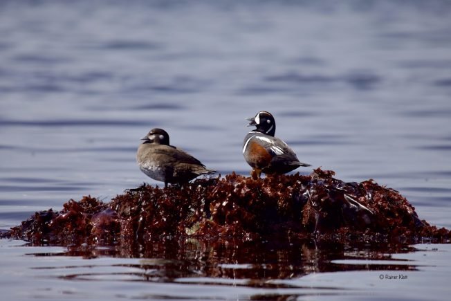 From soccer to stories to pirates – the list for your West Seattle Monday