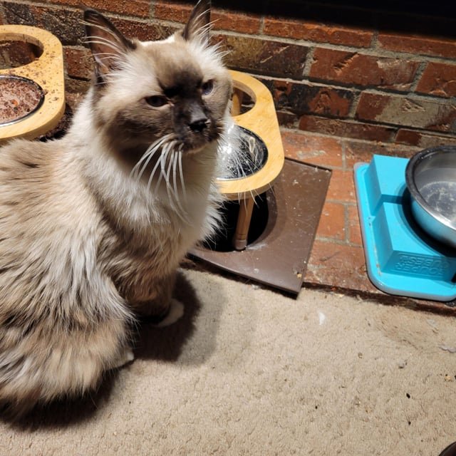 Is there a lost pets group for seattle?