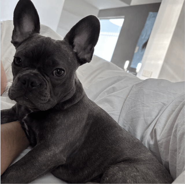 FRENCH BULLDOG PUPPY STILL MISSING