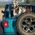 Looking for Great Danes & Other Giant Breeds for Playdates!