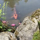 Arboretum and Japanese Gardens