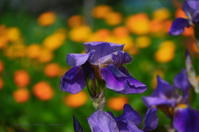 Junction Wine Walk, West Seattle Community Orchestras’ free concert, more for your Friday