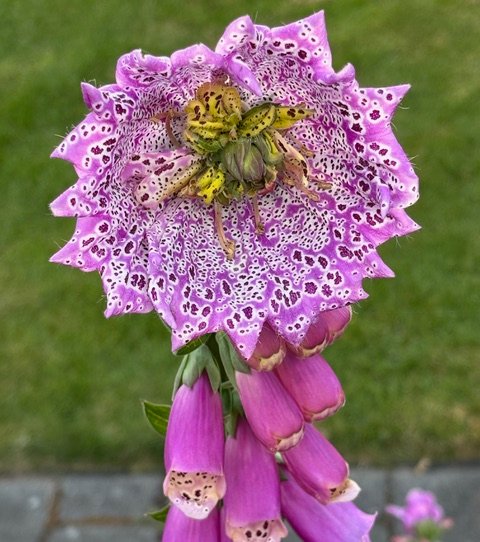 Dine-out school benefit, sidewalks @ HPAC, legislators, bingo, spraypark, more for your West Seattle Wednesday!