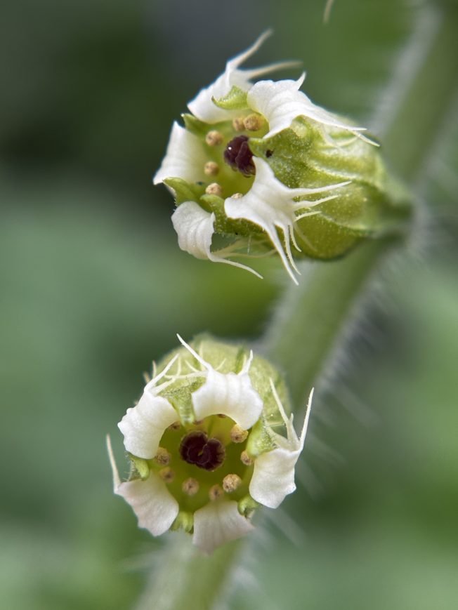 WEST SEATTLE SUNDAY: Your 25 options!