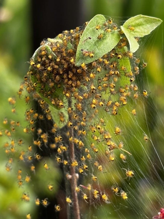 WEST SEATTLE SUNDAY: Mother’s Day and more