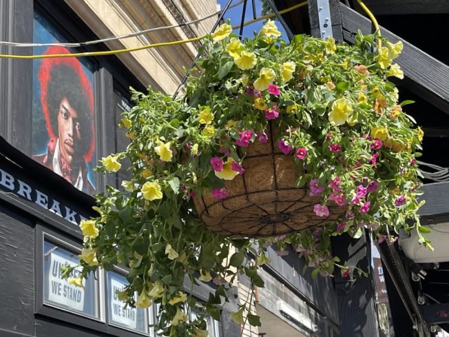 IN THE JUNCTION: Flower baskets about to appear; you can help West Seattle Summer Fest get shadier