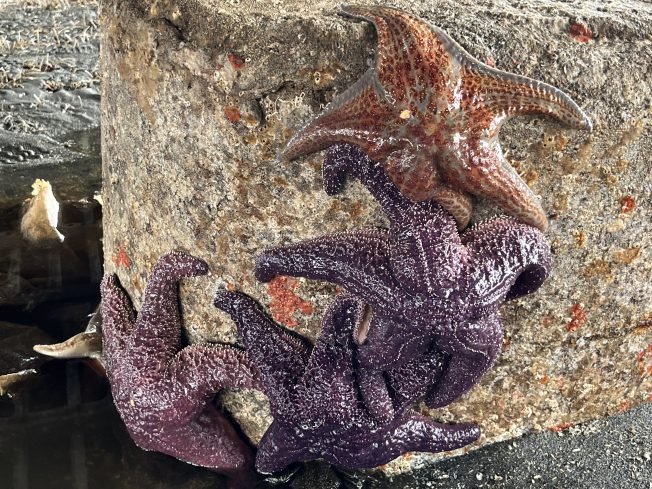 FOLLOWUP: Seattle Aquarium announces this year’s scaled-back beach-naturalist plan as low-low tide dates approach