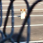 Found a dog