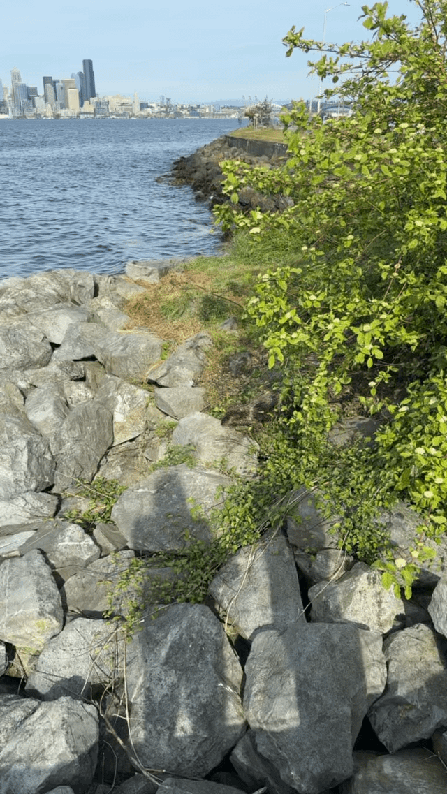 Did I see a Sea Otter today at Alki?