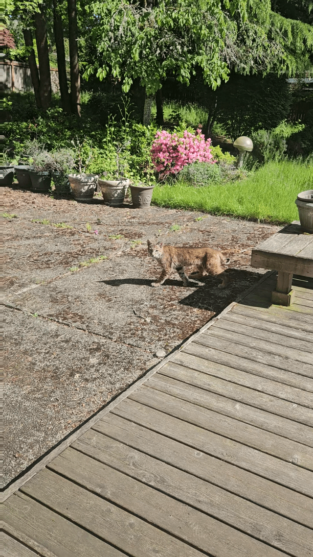 A Bobcat in our backyard!