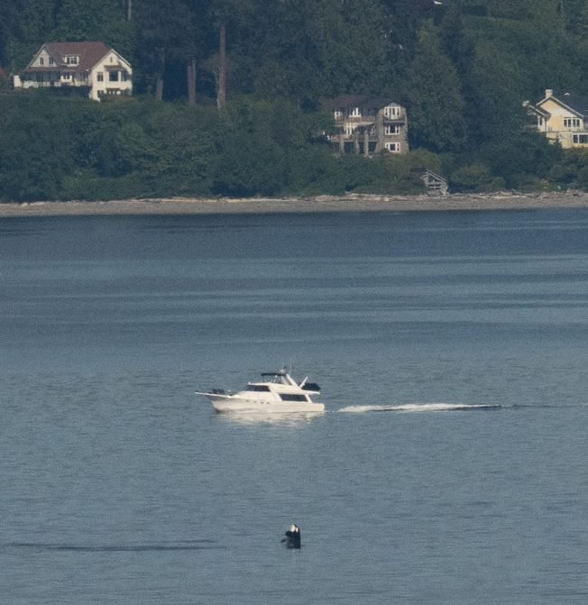 Orcas in Elliott Bay, second time today