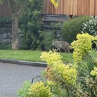 Coyotes in Green Lake