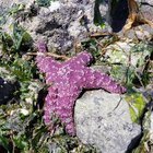 Took advantage of the low tide to explore Alki beach