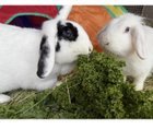 Missing rabbits!