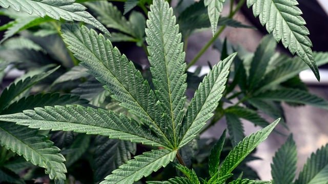 Washington state sees rise in cannabis training as industry grows