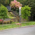 Found: Scared Dog Wandering U-District