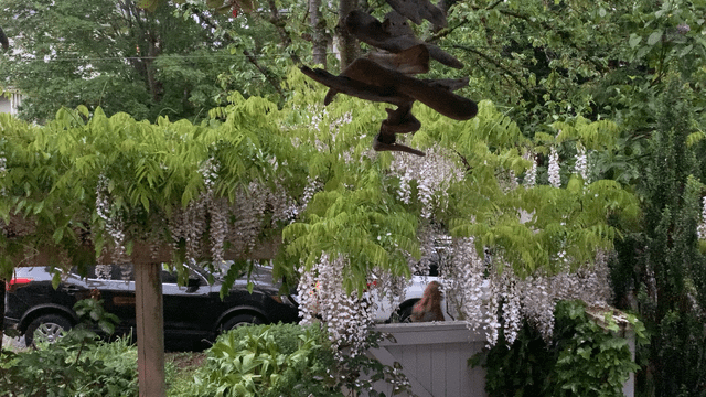 Last night’s rain activated the birds